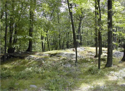 friendly woods